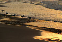 фото "Gulls"