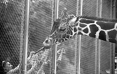 photo "Hungry giraffe"