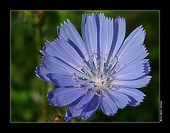photo "Chicory"
