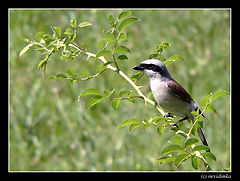 фото "blackthorn singer"