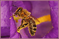 photo "The bee is cleared"