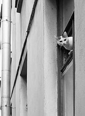 photo "****"