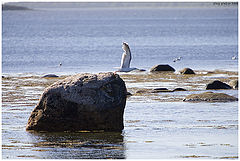 photo "Sea gull"