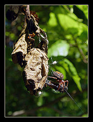 photo "Suddenly, some spider..."