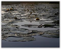 фото "Вечер на озере."