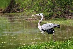 photo "Great Grey Heron"