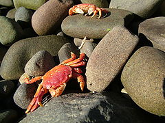 photo "Tiny Sunburned Dungeness Crabs"