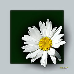 photo "Camomile"