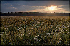 photo "Summers - a field decline"