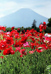 фото "Poppies"