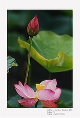 фото "Lotus (3)"