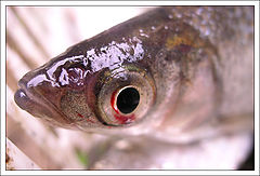 photo "Just a fish"