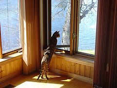 photo "The Bengal"