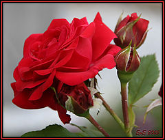 photo "Red Rose"