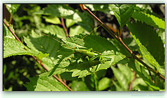 photo "Masking"