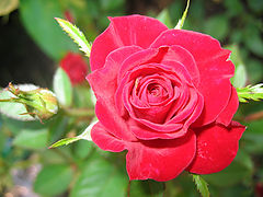 photo "mini-rose"