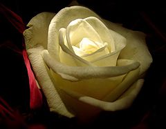 photo "beauty"