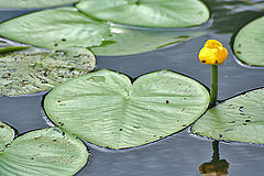 photo "Nuphar lutea (Yellow water lily)"