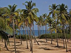 photo "Arambole-Goa"