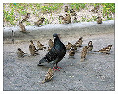 photo "Kindergarten"