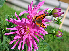photo "dahlia"