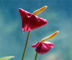 photo "twins"