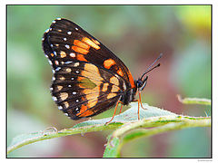 фото ""...""