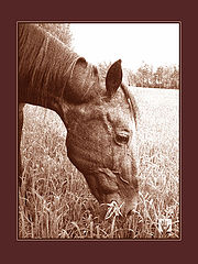 photo "Pluha"