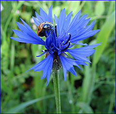 photo "History of conquest of a cornflower"