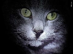 photo "Cat"