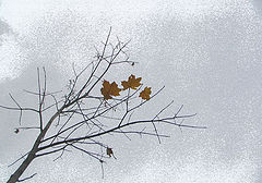 photo "Looking in the sky"