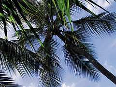 photo "Summer in Domenican Republic"