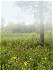 photo "Fog and flowers"