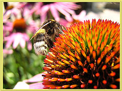 photo "Radiant heat 1."