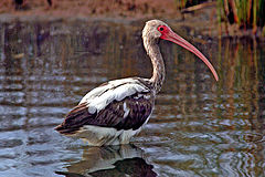 фото "scarlet ibis [immature]"