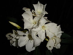 фото "nerium flowers"