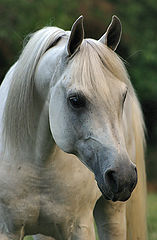 photo "King"
