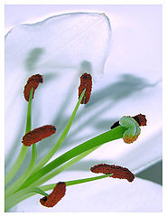 фото "..."