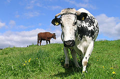 photo "Got milk?"