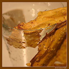 photo "Autumn"