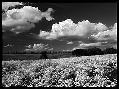 фото "White field"
