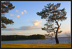 photo "Pinetree"