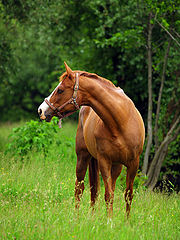 фото "elegance"