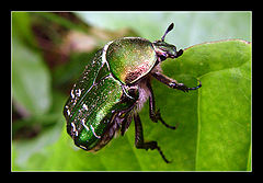 photo "The Veins on light good bug..."