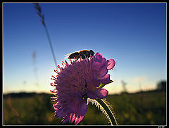 фото "Evening repast"