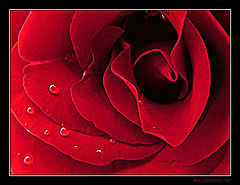 photo "Red Love"