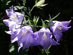 photo "Canterbury Bells"