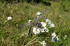 photo "Dragonfly 1"