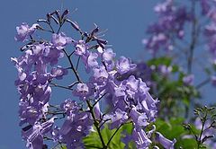 photo "From my garden"