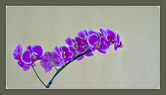photo "Lilac orchid"